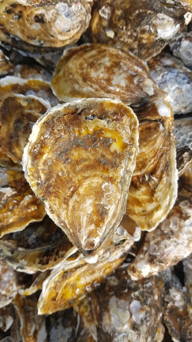 食品輸入 — 牡蠣